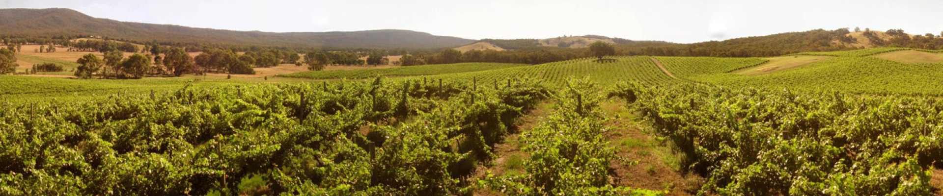 Australia – Pyren Vineyard