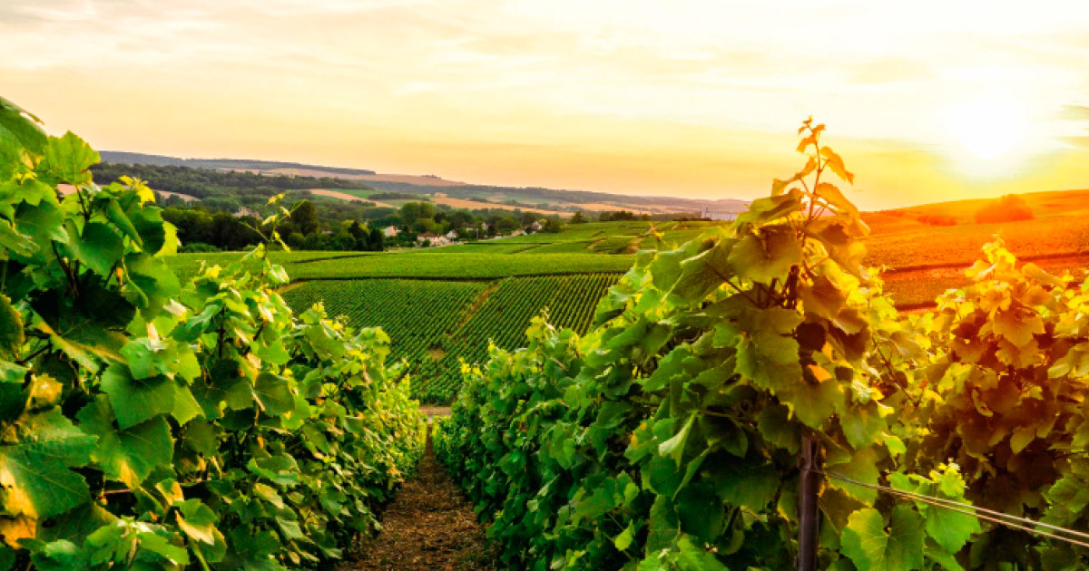 Ranska – Champagne Carbon