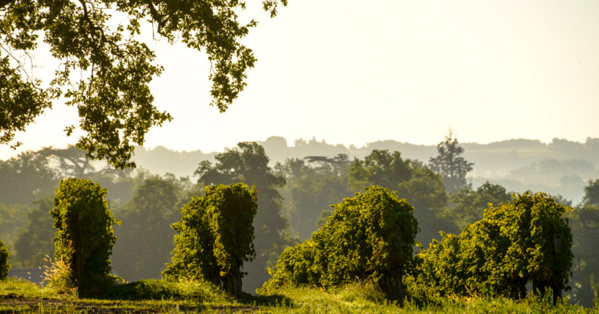 ranska-domaine-guillaman