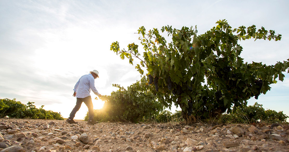 Espanja – Bodegas Vatan